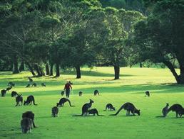 About Australia Australia is a relaxing and fun place to visit with a blend of peoples and
