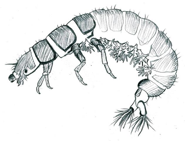 Net-spinning caddisfly larva Color: Yellow or brown, but usually green Physical Characteristics: Body shape and general appearance varies greatly from species to species.