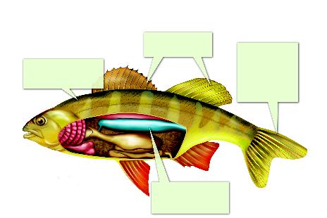 FIGURE 12 Structure of a Bony Fish This yellow perch has the characteristics of a bony fish. Interpreting Diagrams What are the functions of fins? Scales The scales overlap like shingles on a roof.