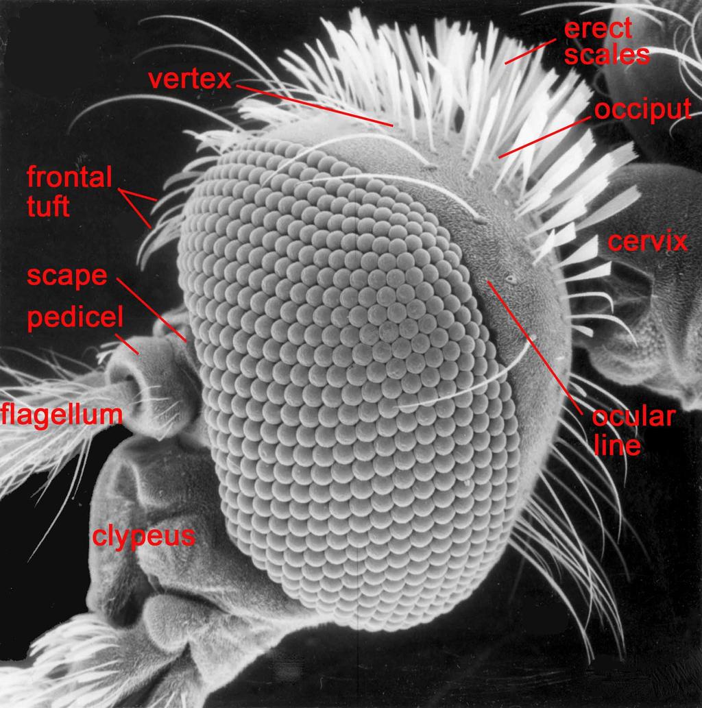 FIGURE 2. Lateral aspect (left side) of the head of an Anopheles female showing characters used in the keys. (Modified from Harbach & Knight, 1980).