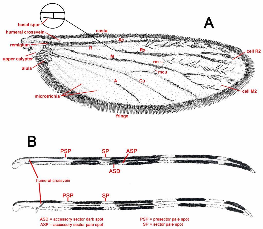 FIGURE 4. Characters of the mosquito wing used in the keys. A, Left wing (ventral aspect) of an aedine female. B, Costal wing spots (dorsal aspect) of anopheline wings.