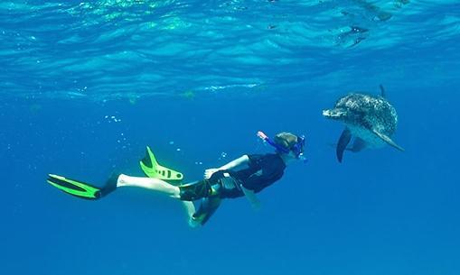 WILD DOLPHINS? Come to Bimini with us and LEARN HOW TO COMMUNICATE WITH DOLPHINS and other Animals.