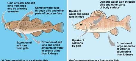 EXCRETION AND OSMOREGULATION ALL FISH MUST MAINTAIN WATER BALANCE MARINE FISH-