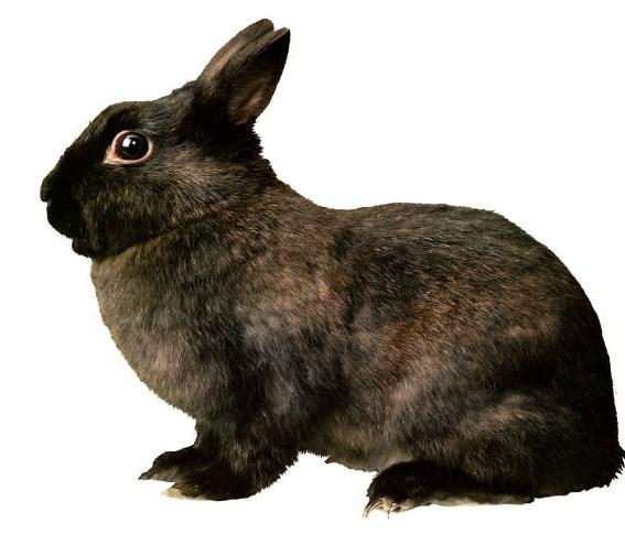 ANIMAL AND LIVESTOCK NEWS AND EVENTS Rabbit Workshop Series The last session of this sthe last session of the Rabbit Workshop Series will be Sunday, June 8 th at 1:00-3:00 PM to learn about carriers,