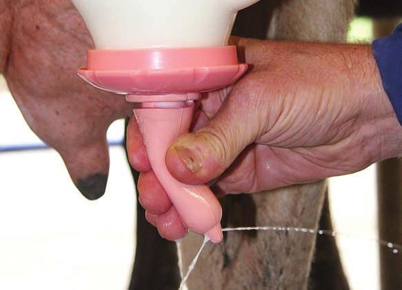 The Peach Teat is the most natural feeding teat on the market and here s the proof: it simulates the cow s teat so perfectly that it can be milked