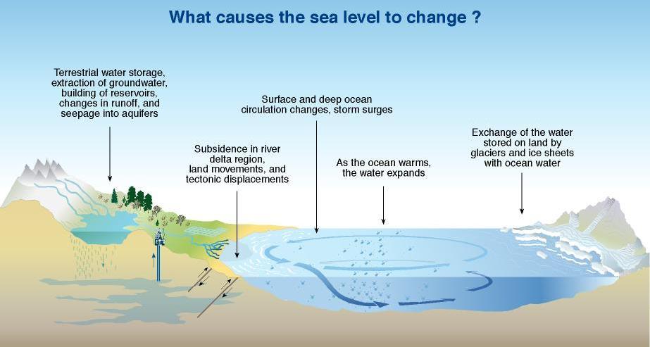 Climate-induced increases in sea level are caused by thermal