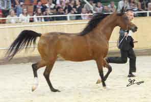 Colts 1 yrs old B&O: Equus Arabians/ Spain AMIR AL