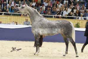 Silvatica Black Arabian/ Poland KABSZTAD (Poganin x