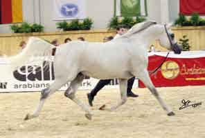 Stallions 4-6 yrs old B: Caroline Reeves/ Great Britain O: