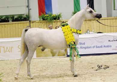 Owner: Swatam Arabians/ Belgium Gold