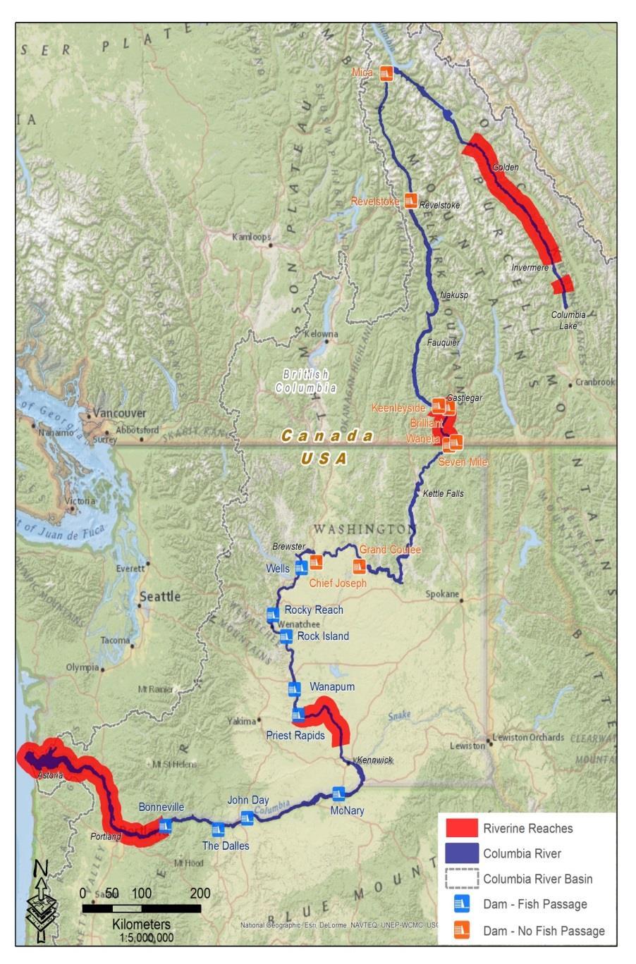 KNC implementation of Phase I plan Efforts focused on Transboundary Reach 2013-2016: Donor stock selection of Chinook Salmon 2016-2017: Spawning habitat