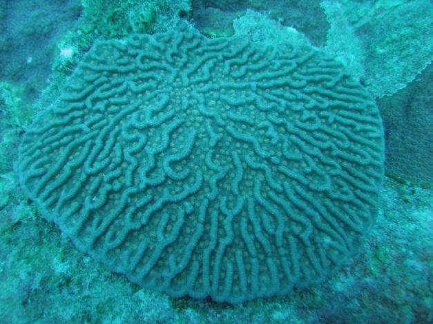 cervicornis) Lamarck s sheet coral (Agaricia lamarcki)