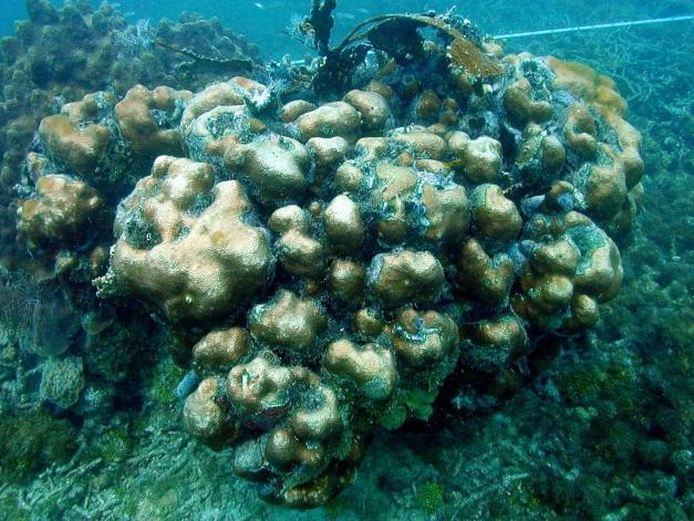 Mexico coral species in the