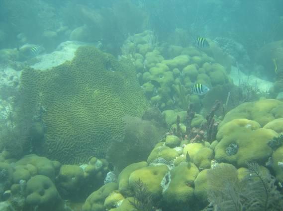 offshore patch reefs, as well as reef rubble habitats