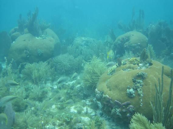 Inshore patch reef Cheeca Rocks SPA, 2.4-3.