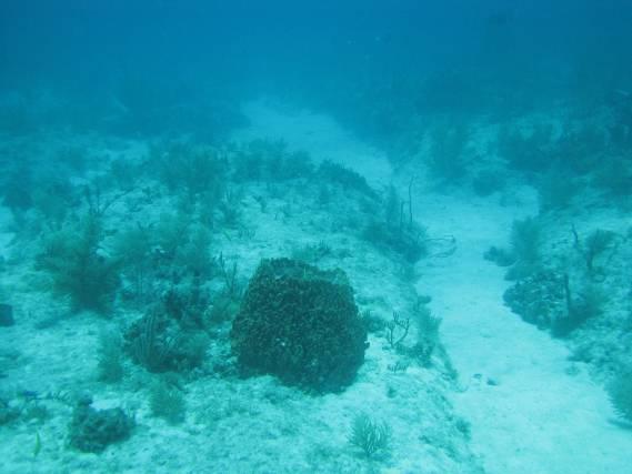 fore-reef habitats sampled in the Florida Keys and
