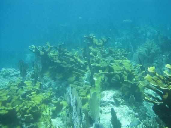 elkhorn coral due to the disease in the 1970s, many