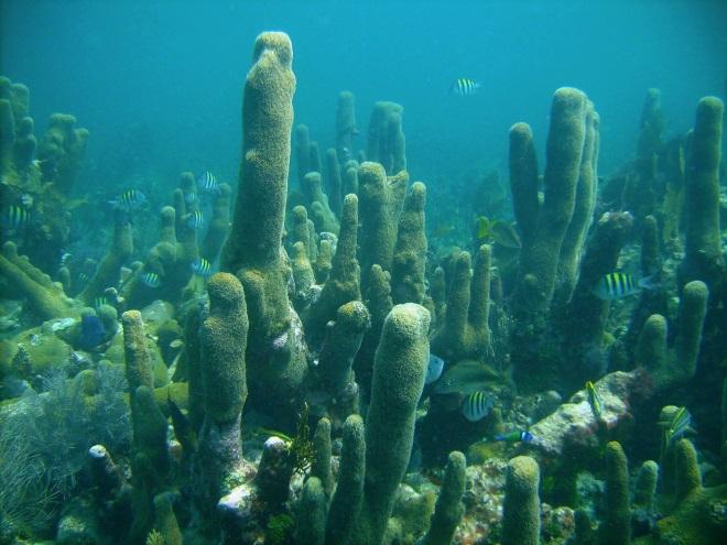 Florida Keys Large pillar coral colony at Rock Key in the