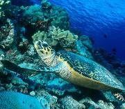 Submarine Dive 40 minutes USD 175 per person + Current Applicable Taxes