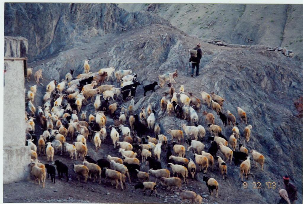 Grazing Free Reserves In India Ladakh