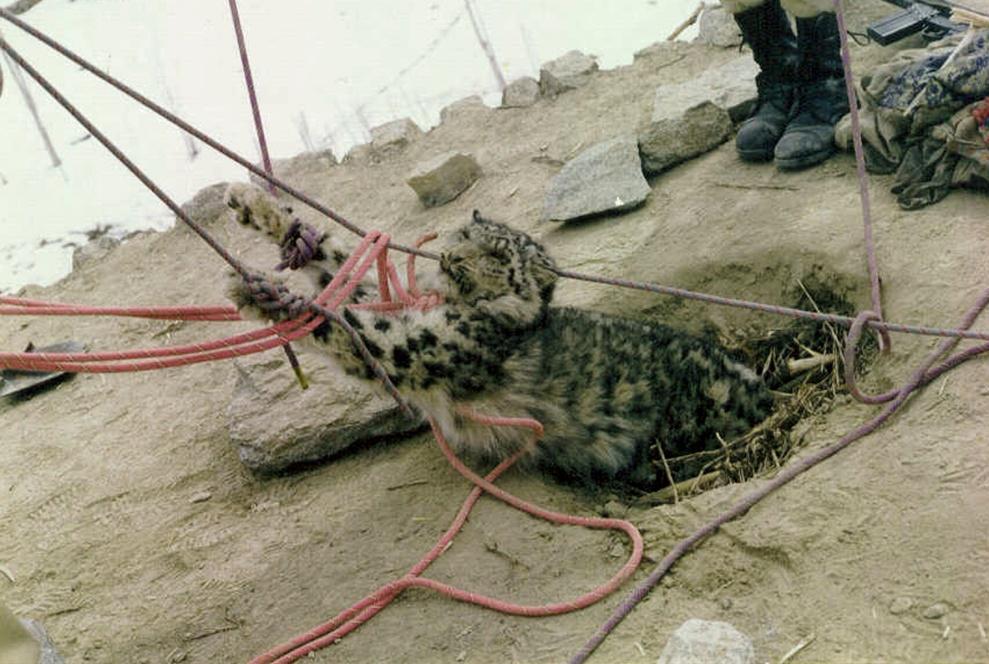 Co-existing with snow leopards: asset instead of a pest? 1. Address human wildlife conflict Reduce catastrophic depredation losses to predators Improve herd condition & productivity 2.