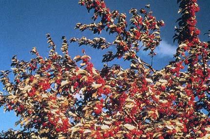 species of cottonwood (Populus): lanceleaf (Acuminata) narrowleaf (Angustifolia), western (Fremontii) and black (Trichocarpa) 6.