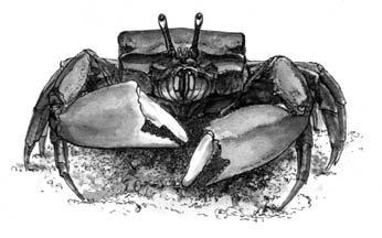 up to 30 35 mm Habitat: mud; SMaLL SIZeD CRabS Soldier crab, Mictyris longicarpus Description: small,