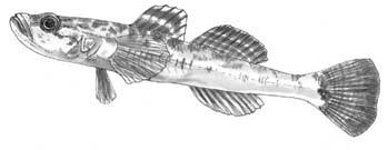 S altwater detective guide 6 Fish Identification Fish species in estuaries will vary with location.