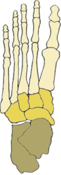 Everting The motion in the metatarsals is required to unlock ACTUAL external rotation in the