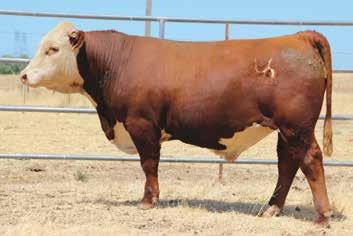 71/80 Fully pigmented 101Z son that is bred to make replacement females.
