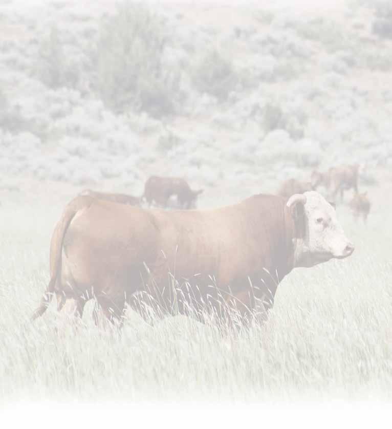 Welcome to our Butte Bull Sale. It is hard to believe that it has been 11 years since we had our first sale in Oroville.