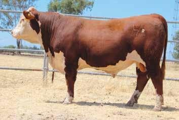 15 22 17 17 32 83 602 949 0.13/133 10.35/99 0.45/50 Here is an X51 son that will add some frame and carcass merit. If you re selling yearlings, take a look here.