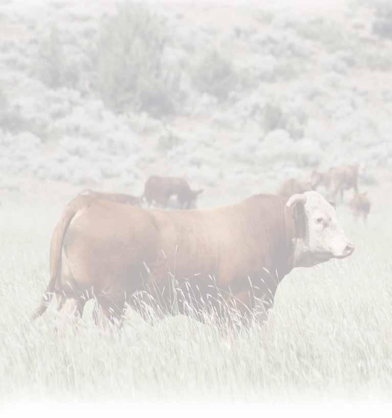 W e are very excited to say that this is our second Modoc Bull Sale.