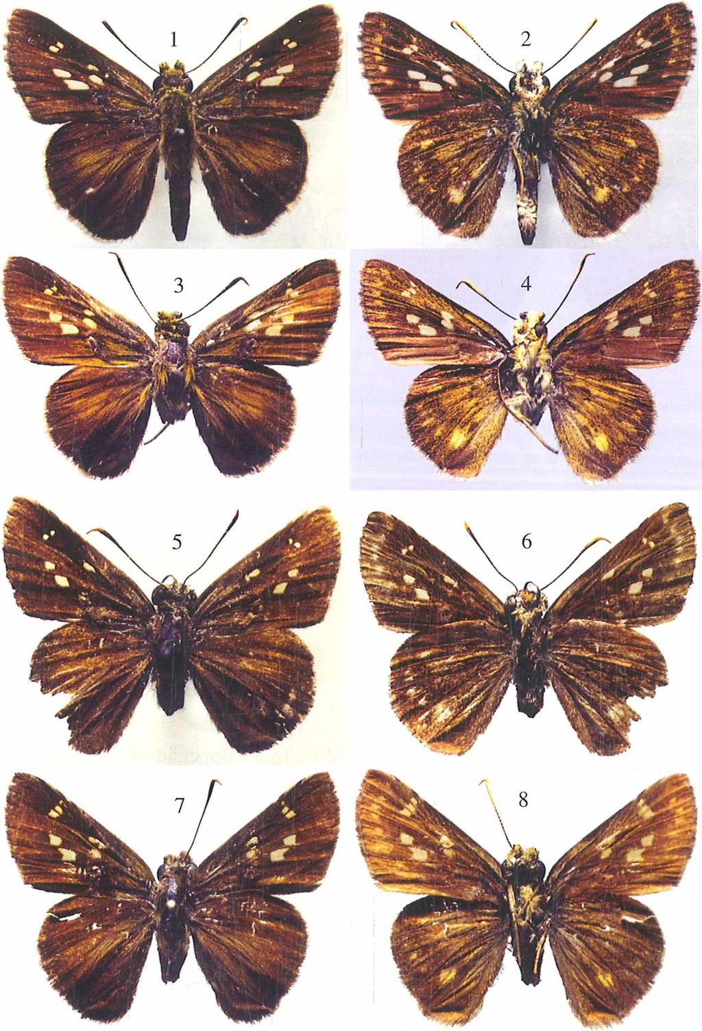 Colour plate 19A/ Farbtafel 19A Fig. 1, 2: Halpe gammoides spec, nov., holotype <?, North Vietnam, Phu Tho (formerly Vinh Phu) Province, Tam Dao National Park, 1000 m, 27.V 1995, A. L.