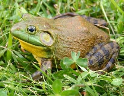 Bullfrog identification tips They have a skin fold following the shape of the