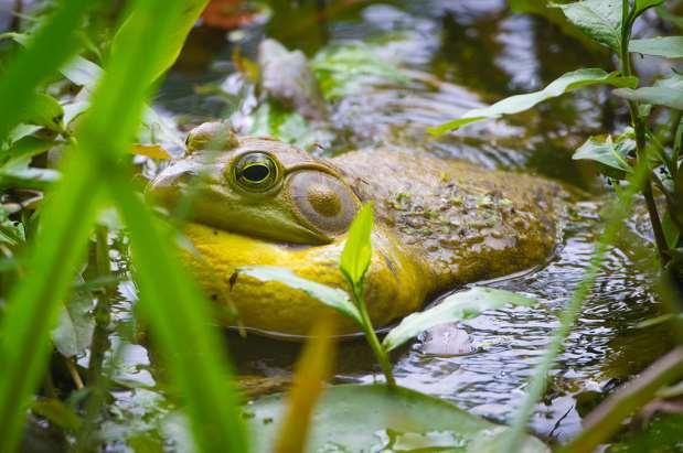 Bullfrog calls Male mating call is a distinctive loud