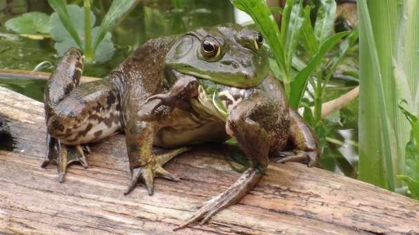 American bullfrog impacts Spread diseases that threaten native amphibians.