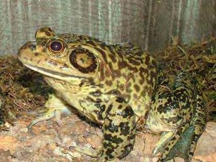 Rana catesbeiana American Bullfrog Adult bullfrog Largest frog in N.