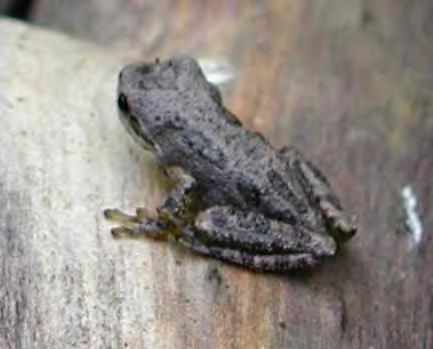 Psuedacris regilla Pacific Tree Frog Native to Western US and Canada Most