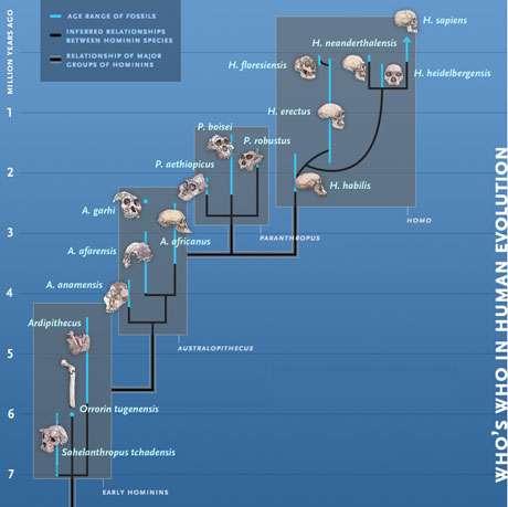 Phases of human evolution Human phase 2 0 Ma: >>Global spread Human anatomy >>Encephalised >>Dietary range >>Behavioural complexity Australopithecine phase 4 2 Ma: