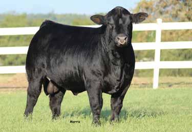 EMBRYOS 14 3 HEIFER EMBRYOS 53% Lim-Flex Double Polled Double Black EF XCESSIVE FORCE D A TRAVELER 004 703 RLBH DAYS OF THUNDER ET CFLX MOLLYS IMAGE EF YAFFA 821Y EXLR NEW GENERATION 071M MAGS ROSE