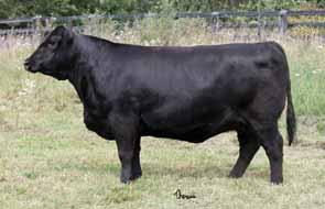 08 0.21 56.68 15 0.2 58 96 26 5 1.2 8 19 29.25-0.03 0.48 65.47 RLBH DAYS OF THUNDER, sire of Lot 14 embryos.