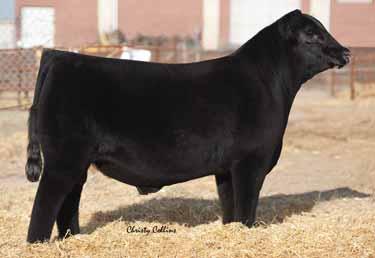 EMBRYOS 16 5 HEIFER EMBRYOS 50% Lim-Flex Double Polled Homozygous Black GAMBLES HOT ROD FAMOUS 7001 SILVEIRAS STYLE 9303 CHAMPION HILL LADY 703 SILVEIRAS ELBA 2520 TWIN VALLEY PRECISIONE161 D A R