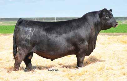 MAGS REMOTE HA LADY 1091 MAGS XTRA REST, dam of Lot 18, 19 & 20. RIVERSTONE CROWN ROYAL, sire of Lot 18 embryos. SIRE DAM 6 2.3 73 91 33 2 1 4 16 21 0.43 0.01-0.16 45.76 10 2.