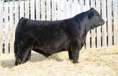 These future calves are sired by the ever-popular purebred sire Riverstone Crown Royal. The Riverstone Crown Royal calves are topping the market place and are some of the finest in the breed.
