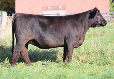 SPRING PAIRS 38 GATS ALESSANDRA Lim-Flex (75) Cow LFF 2025