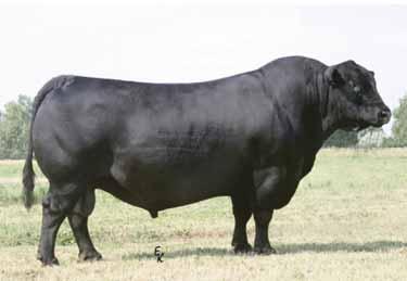 EMBLAZON 854E OX BOW MANOR 9160 REDLAND EDELLA 2079 OX BOW MANOR 334 N BAR EMULATION EXT OX BOW MANOR 037 S A V FINAL ANSWER 0035, paternal grandsire of Lot 55. 9-0.3 51 73 28 10 0.