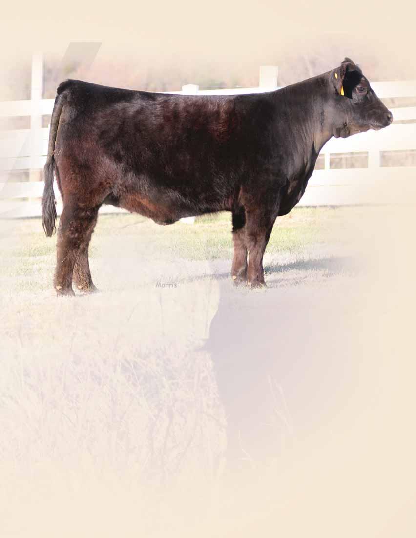 FALL BREDS lot 77 77 MAGS WINSTON MAGS AVIATOR MAGS XTRA REST MCBN DIGITAL 682D Lim-Flex (67) Cow LFF 2104274 HP HB 08.26.