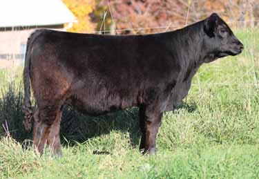 17 to 2.14.18 to PBRS House of Cards 698D (54% Lim- Flex, Polled/HB) ELCX Double Dip 621D comes to you from the heart of the Edwards Land & Cattle Co. replacement group.