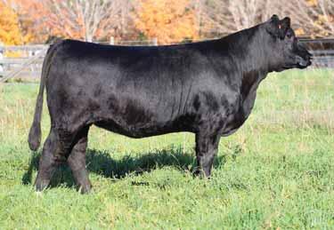 She is homozygous black and double polled. Bea ranks in the top 20% of the breed for marbling, she will make a great addition to any program.